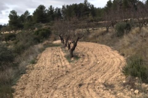 Finca i Caseres, Tarragona, Caseres - € 5 000 | Ref: C1 - foto 5
