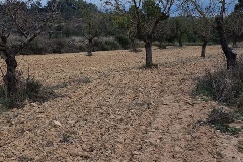 Finca i Caseres, Tarragona, Caseres - € 7.000 | Ref: C2 - foto 3