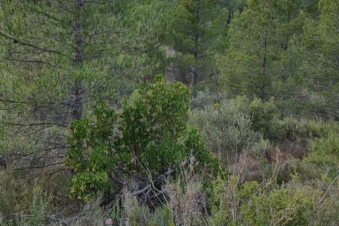 Finca i Caseres, Tarragona, Caseres - € 7.000 | Ref: C2 - foto 2