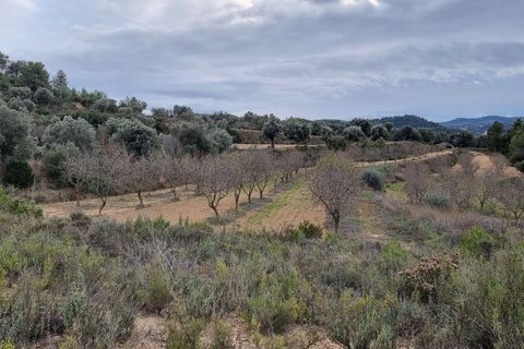 Finca i Caseres, Tarragona, Caseres - € 7.000 | Ref: C2 - foto 7
