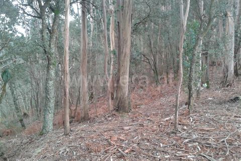 Helårsgrund i Barcelos, Braga, Barcelos - € 750.000 | Ref: 254260228 - foto 4