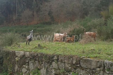 Helårsgrund i Barcelos, Braga, Barcelos - € 750.000 | Ref: 254260228 - foto 8