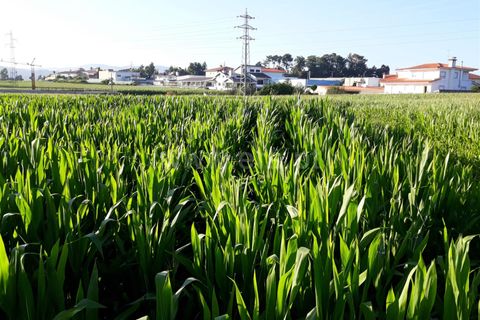Helårsgrund i Barcelos, Braga, Barcelos - € 37.000 | Ref: 254260400 - foto 3