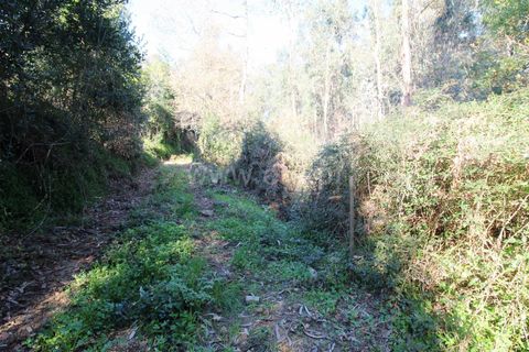Helårsgrund i Barcelos, Braga, Barcelos - € 10.000 | Ref: 254260319 - foto 4