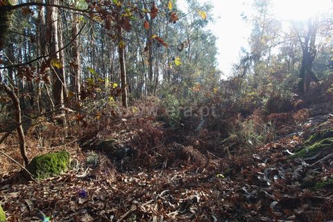 Helårsgrund i Barcelos, Braga, Barcelos - € 10.000 | Ref: 254260319 - foto 5