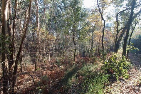 Helårsgrund i Barcelos, Braga, Barcelos - € 10.000 | Ref: 254260319 - foto 6