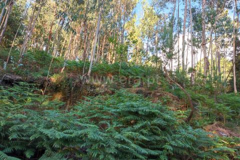 Helårsgrund i Barcelos, Braga, Barcelos - € 62.500 | Ref: 254260256 - foto 5