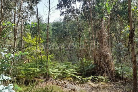 Helårsgrund i Barcelos, Braga, Barcelos - € 52.500 | Ref: 254260578 - foto 8