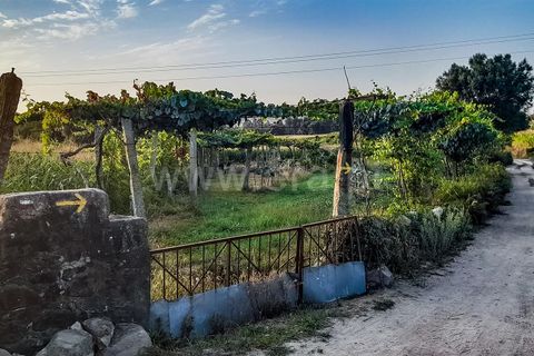 Helårsgrund i Barcelos, Braga, Barcelos - € 54.500 | Ref: 254260582 - foto 5