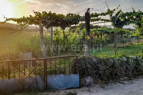 Helårsgrund i Barcelos, Braga, Barcelos - € 54.500 | Ref: 254260582 - foto 6