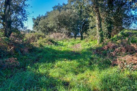 Helårsgrund i Esposende, Braga, Esposende - € 470.000 | Ref: 254260451 - foto 10