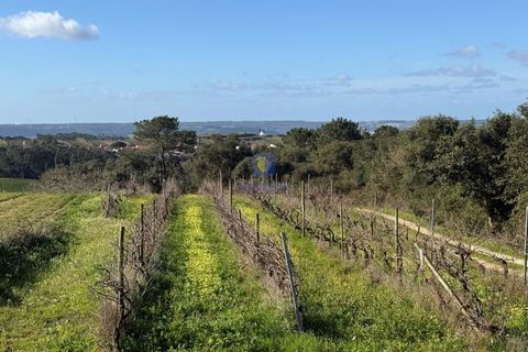 Farm i Obidos, Leiria, Obidos - € 350.000 | Ref: CAL-217010 - foto 5