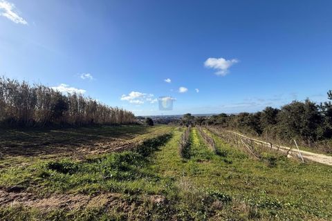 Farm i Obidos, Leiria, Obidos - € 350.000 | Ref: CAL-217010 - foto 13