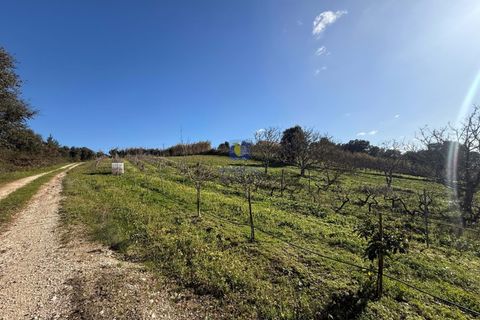 Farm i Obidos, Leiria, Obidos - € 350.000 | Ref: CAL-217010 - foto 17