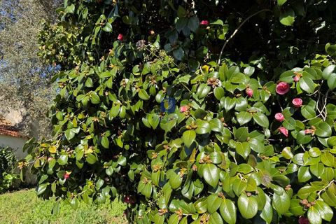 Farm i Obidos, Leiria, Obidos - € 350.000 | Ref: CAL-217010 - foto 22