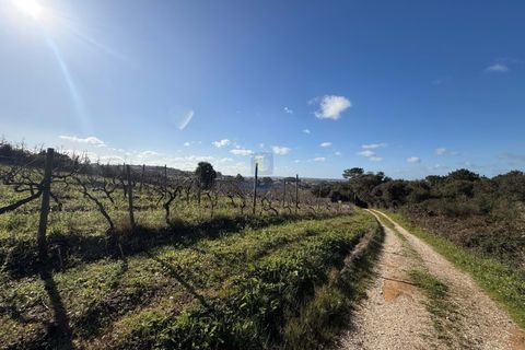 Farm i Obidos, Leiria, Obidos - € 350.000 | Ref: CAL-217010 - foto 29