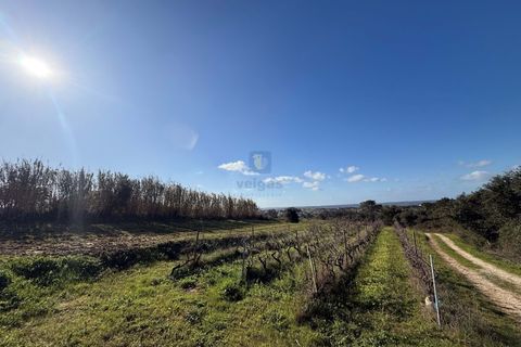 Farm i Obidos, Leiria, Obidos - € 350.000 | Ref: CAL-217010 - foto 32