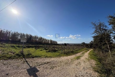 Farm i Obidos, Leiria, Obidos - € 350.000 | Ref: CAL-217010 - foto 35