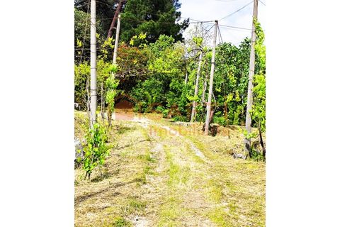 Farm i Amarante, Porto, Amarante - € 395.000 | Ref: SAFTI:007563 - foto 29