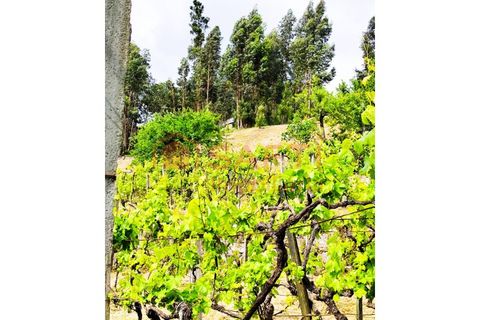 Farm i Amarante, Porto, Amarante - € 395.000 | Ref: SAFTI:007563 - foto 30