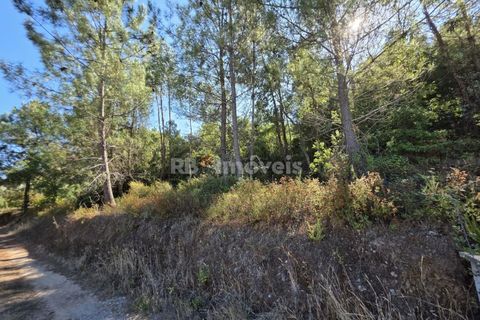 Helårsgrund i Serra, Santarem, Serra - € 150.000 | Ref: 01720-25 - foto 17