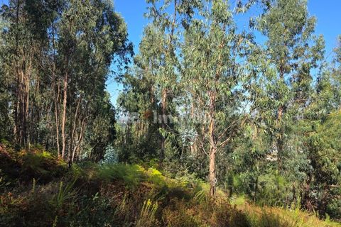Helårsgrund i Serra, Santarem, Serra - € 150.000 | Ref: 01720-25 - foto 24