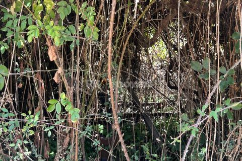Helårsgrund i Tomar, Santarem, Tomar - € 7.100 | Ref: 01717-25 - foto 4