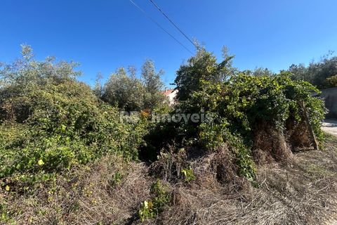 Helårsgrund i Tomar, Santarem, Tomar - € 7.100 | Ref: 01717-25 - foto 6