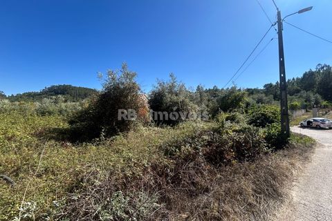 Helårsgrund i Tomar, Santarem, Tomar - € 7.100 | Ref: 01717-25 - foto 7