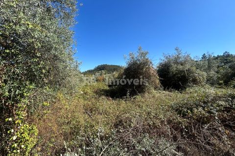 Helårsgrund i Tomar, Santarem, Tomar - € 7.100 | Ref: 01717-25 - foto 9