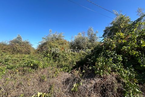 Helårsgrund i Tomar, Santarem, Tomar - € 7.100 | Ref: 01717-25 - foto 12