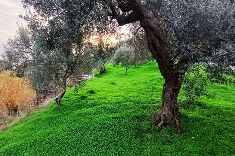 Byhus i Acquappesa, Cosenza, Acquappesa - € 55.000 | Ref: 1446 - foto 9