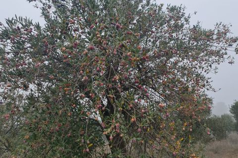Finca i Bovera, Lerida, Bovera - € 16.000 | Ref: B1 - foto 10