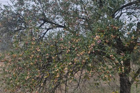 Finca i Bovera, Lerida, Bovera - € 16.000 | Ref: B1 - foto 9