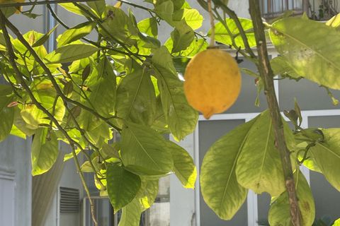 Villa a Squinzano, Lecce, Squinzano - € 115.000 | Ref: 150 - foto 24