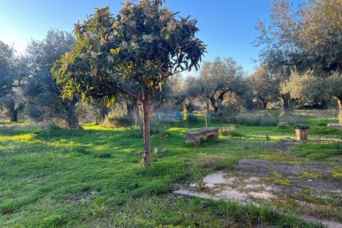 Farm hus i Castelo Branco, Castelo Branco, Castelo Branco - € 350.000 | Ref: 125127 - foto 9