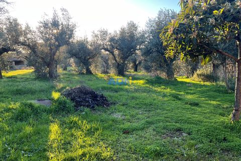 Farm hus i Castelo Branco, Castelo Branco, Castelo Branco - € 350.000 | Ref: 125127 - foto 10
