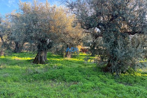 Farm hus i Castelo Branco, Castelo Branco, Castelo Branco - € 350.000 | Ref: 125127 - foto 12