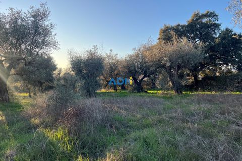 Farm hus i Castelo Branco, Castelo Branco, Castelo Branco - € 350.000 | Ref: 125127 - foto 17
