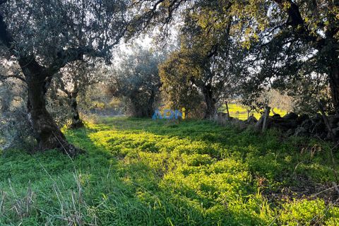 Farm hus i Castelo Branco, Castelo Branco, Castelo Branco - € 350.000 | Ref: 125127 - foto 19