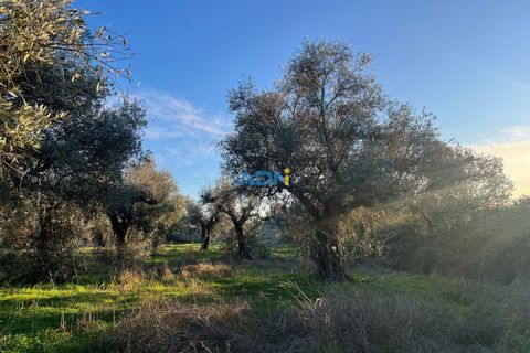 Farm hus i Castelo Branco, Castelo Branco, Castelo Branco - € 350.000 | Ref: 125127 - foto 23