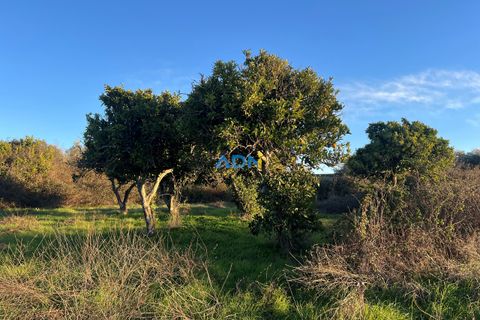 Farm hus i Castelo Branco, Castelo Branco, Castelo Branco - € 350.000 | Ref: 125127 - foto 41