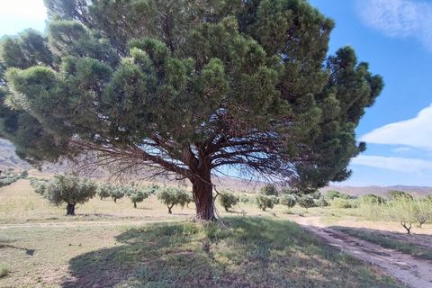 Landejendom i Yecla, Murcia, Yecla - € 675.000 | Ref: PA1120 - foto 6