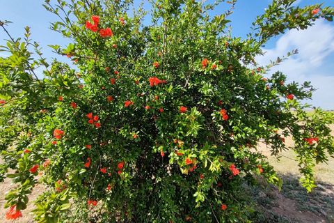 Landejendom i Yecla, Murcia, Yecla - € 675.000 | Ref: PA1120 - foto 13