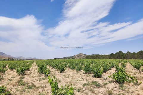 Landejendom i Yecla, Murcia, Yecla - € 675.000 | Ref: PA1120 - foto 19