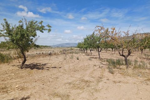 Villa i Pinoso, Alicante, Pinoso - € 239.995 | Ref: PT3125 - foto 30