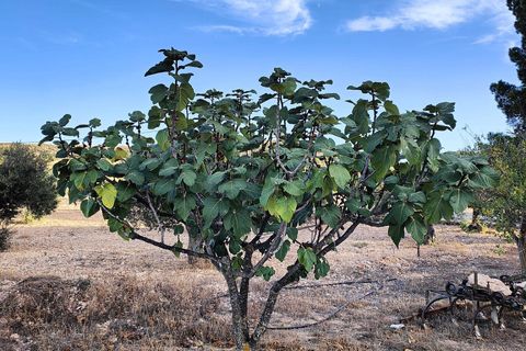 Landejendom i Yecla, Murcia, Yecla - € 210.000 | Ref: CM2999 - foto 12
