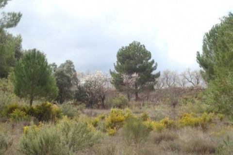 Grond in Ayora, Valencia, Ayora - € 54.000 | Ref: S-1494933 - foto 5