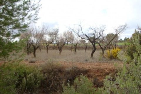 Grond in Ayora, Valencia, Ayora - € 54.000 | Ref: S-1494933 - foto 6