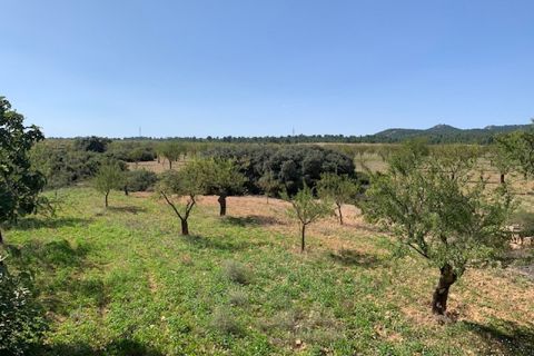 Finca i Jarafuel, Valencia, Jarafuel - € 260.000 | Ref: S-1495603 - foto 12
